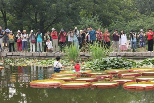 8月28日，植物所北京植物园举办王莲乘坐体验活动 .jpg