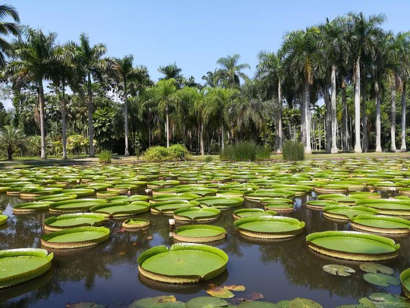 中国科学院西双版纳热带植物园.jpg