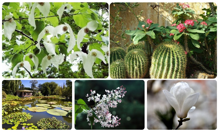 植物园组合.jpg